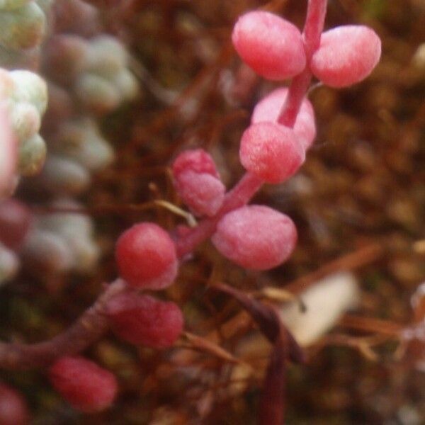 Sedum brevifolium Fuelha