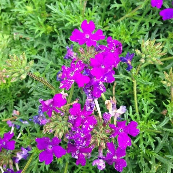 Verbena tenera Flower