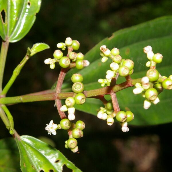 Miconia ciliata পাতা