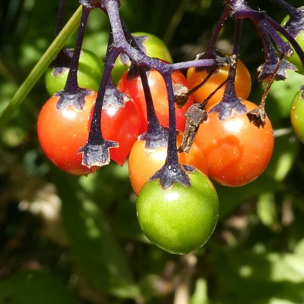 Solanum dulcamara Frukto