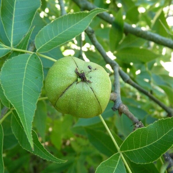 Carya glabra Vrucht