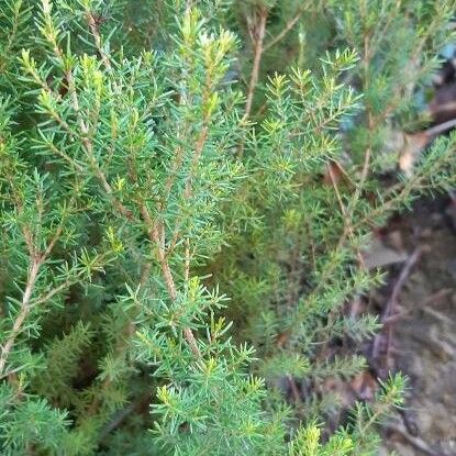 Erica erigena Hoja