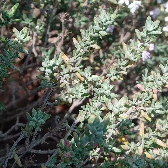 Thymus vulgaris Leaf