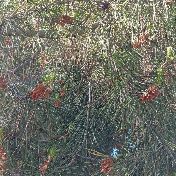 Pinus halepensis Fuelha