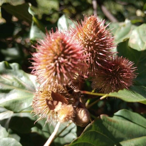 Bixa orellana Fruit