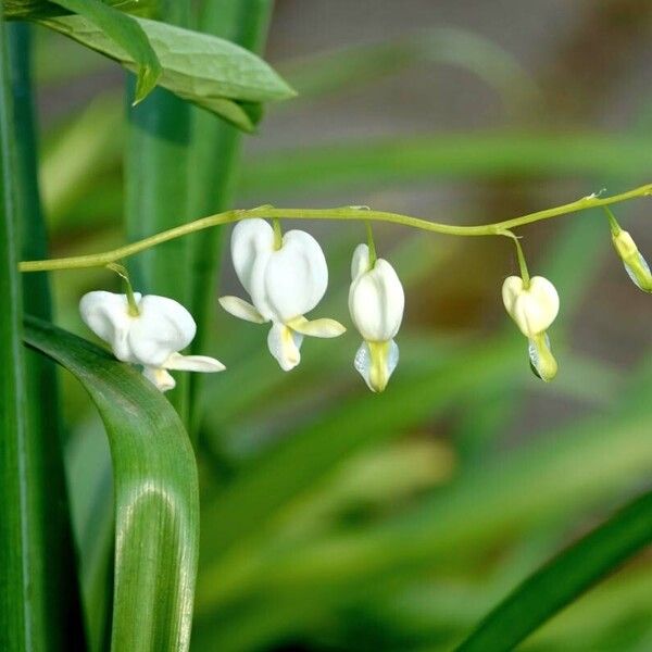 Lamprocapnos spectabilis Цветок