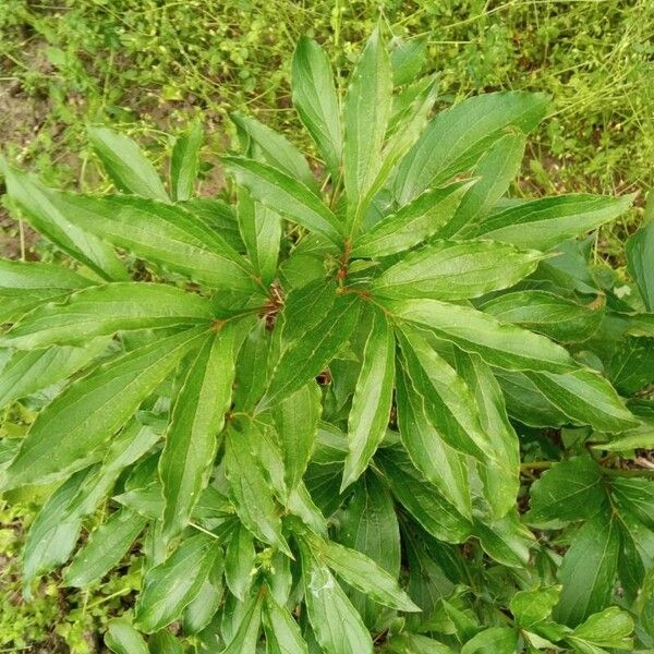 Paeonia lactiflora Ліст