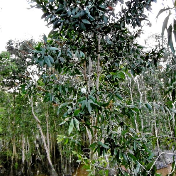 Melaleuca leucadendra Alkat (teljes növény)
