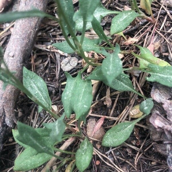 Rumex acetosella 葉