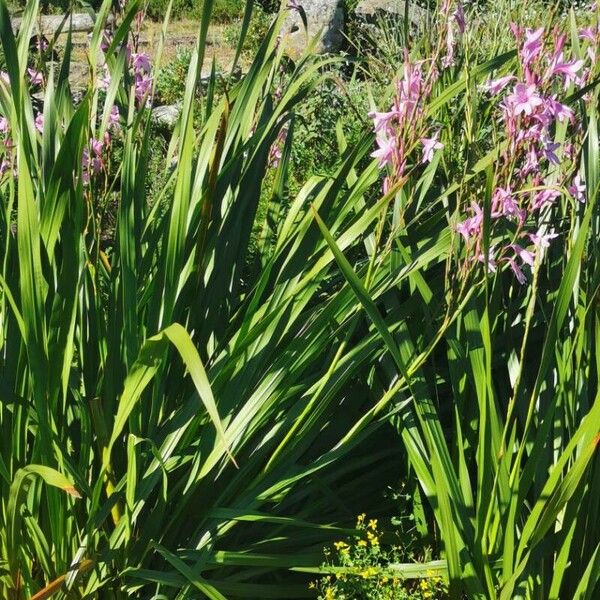 Watsonia borbonica 葉