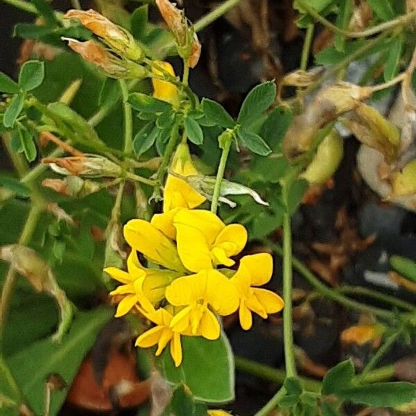 Medicago falcata 花