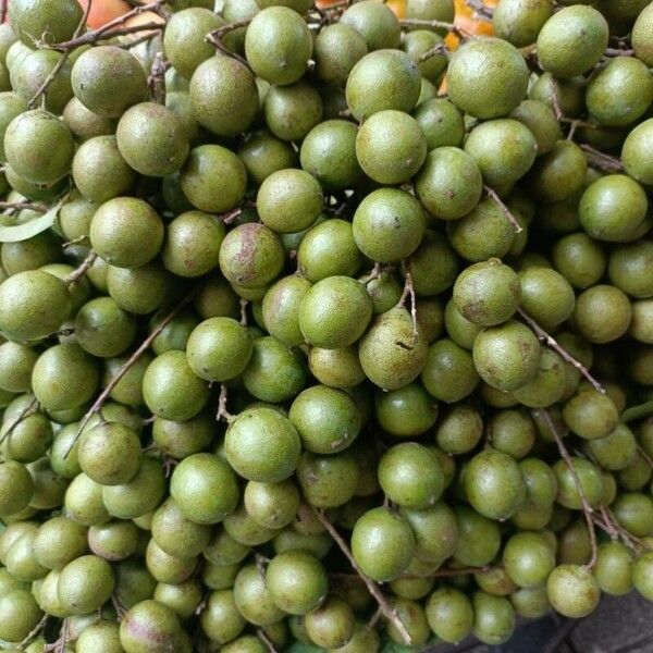 Melicoccus bijugatus Fruit