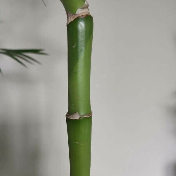 Dracaena braunii Bark