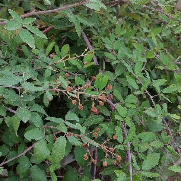 Rubus ulmifolius Агульны выгляд