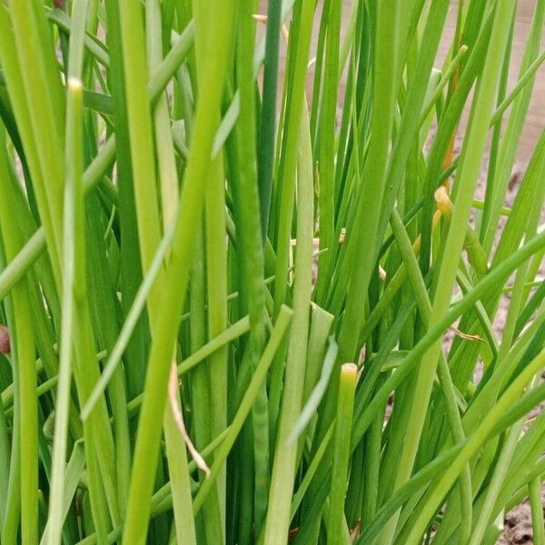 Allium schoenoprasum Feuille