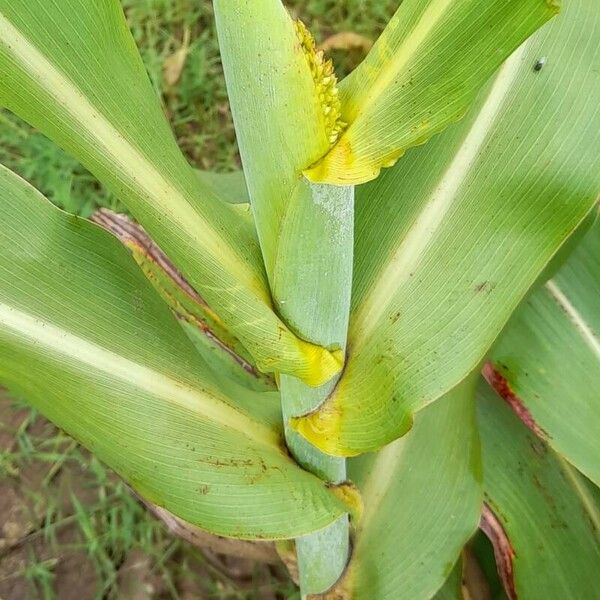 Sorghum bicolor ᱪᱷᱟᱹᱞᱤ