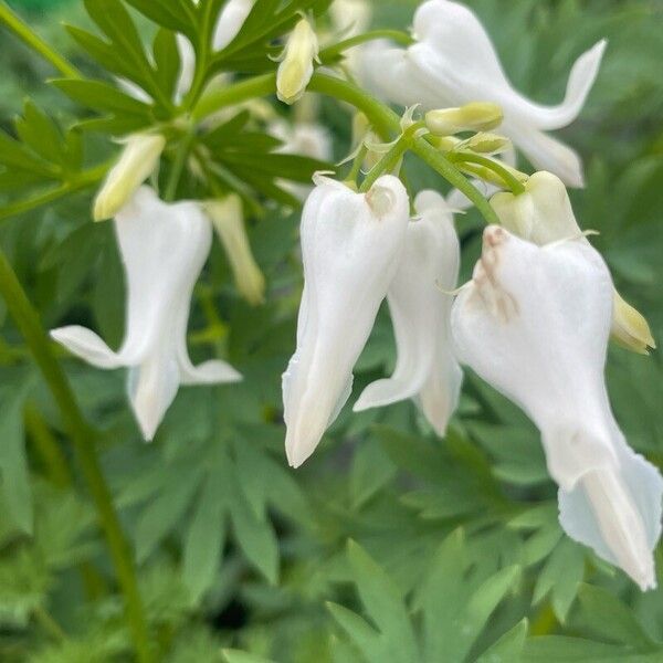 Lamprocapnos spectabilis Kukka