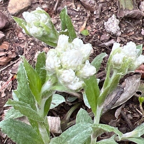 Antennaria parlinii Blomma