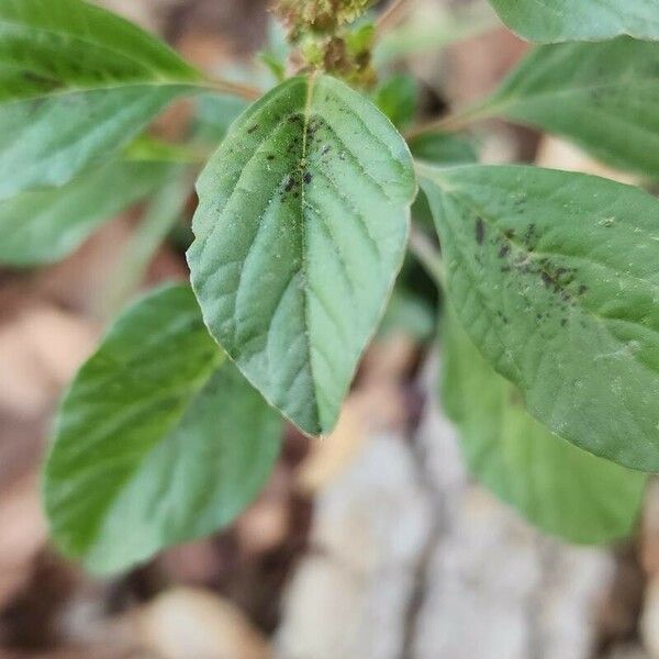 Amaranthus graecizans ഇല