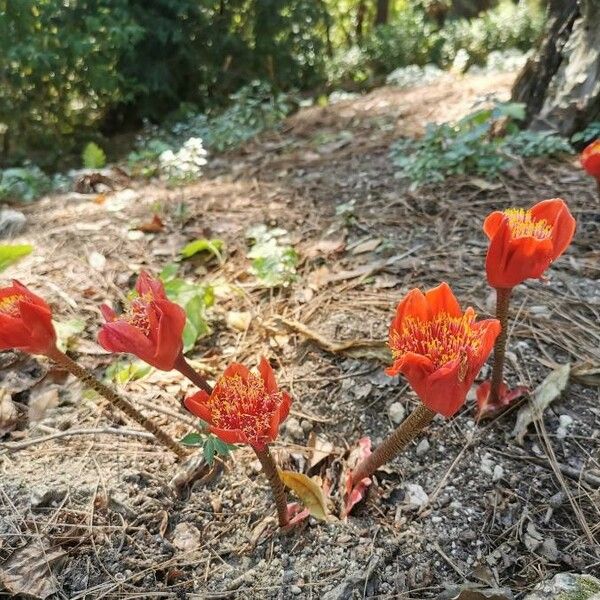 Haemanthus coccineus 花