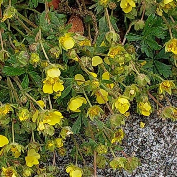 Potentilla crantzii Flor