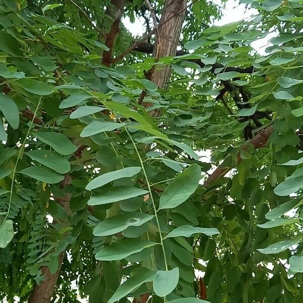 Robinia pseudoacacia Folio