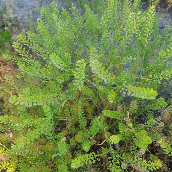 Lepidium ruderale Leaf