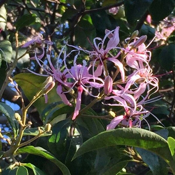 Calodendrum capense Blomma