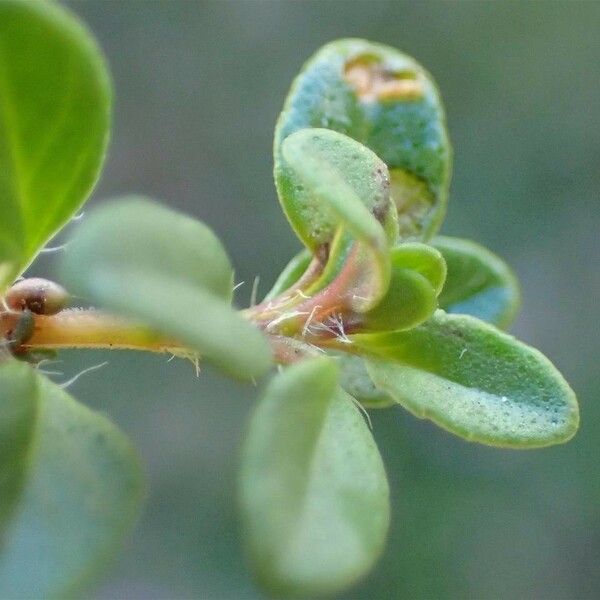 Thymus pulegioides عادت