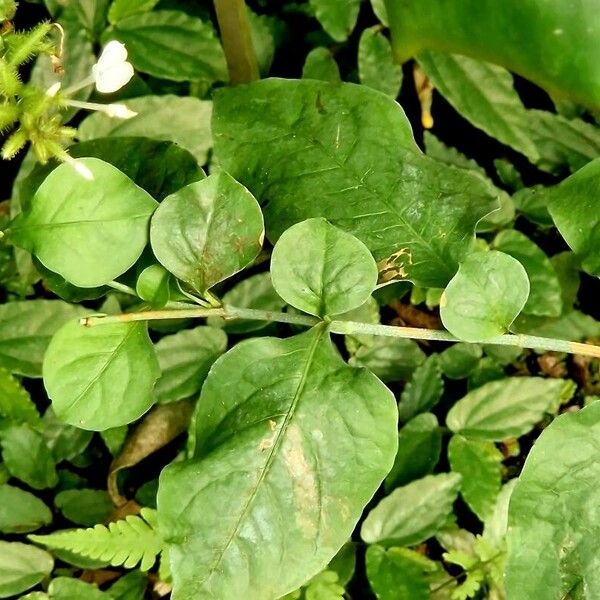 Plumbago zeylanica Leaf