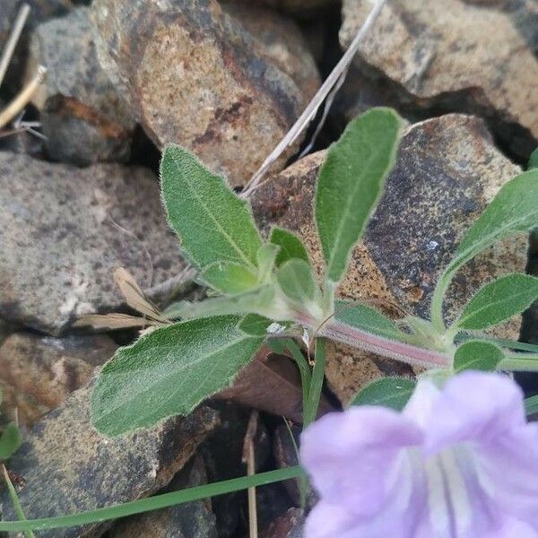 Ruellia humilis Leaf