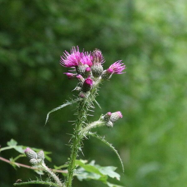 Cirsium palustre Kwiat