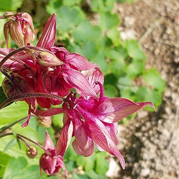 Aquilegia atrata Flor