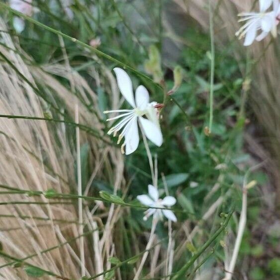 Oenothera gaura ফুল