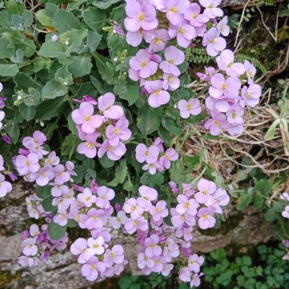 Arabis caucasica Blomma