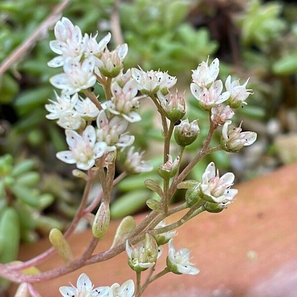 Sedum album Flower