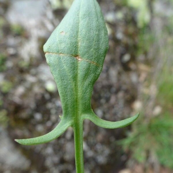 Rumex acetosella Liść