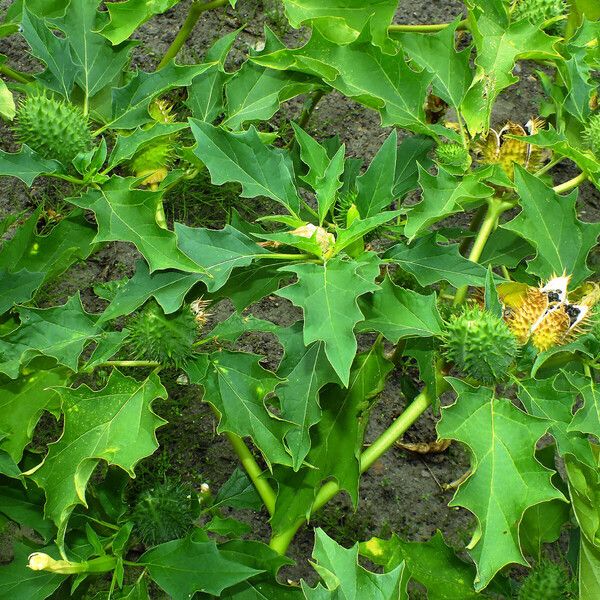 Datura stramonium ഇല