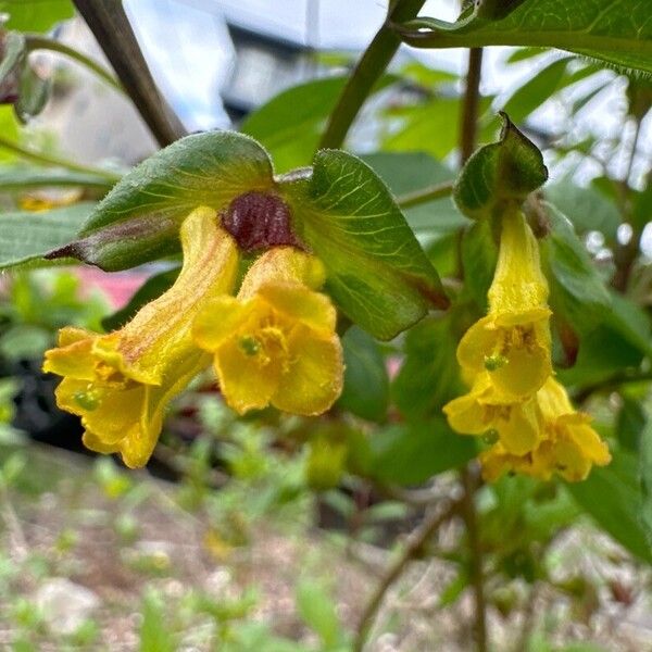 Lonicera involucrata Flower