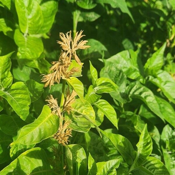 Hypoestes aristata ഫലം