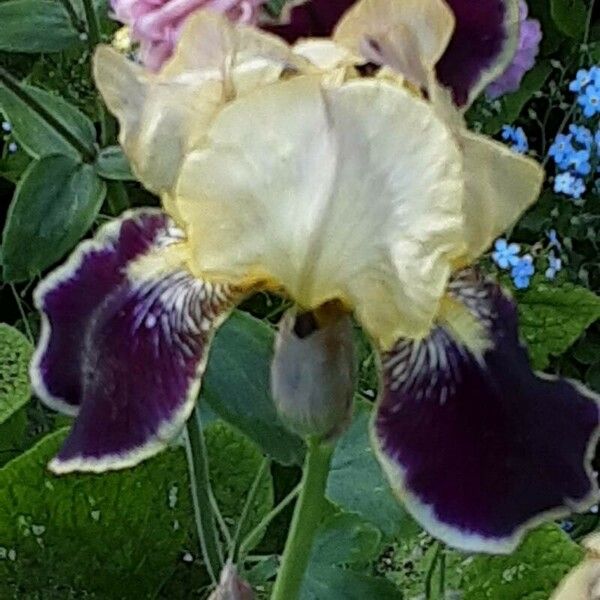 Iris variegata Flors