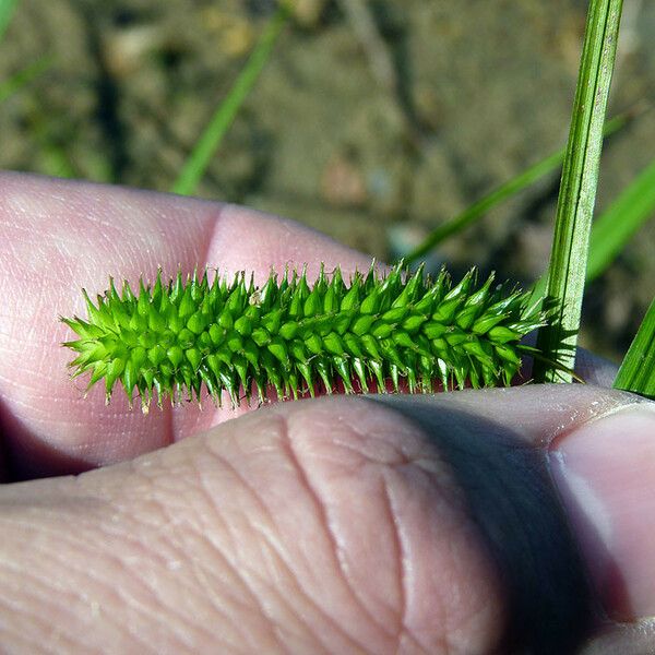 Carex pseudocyperus Habit