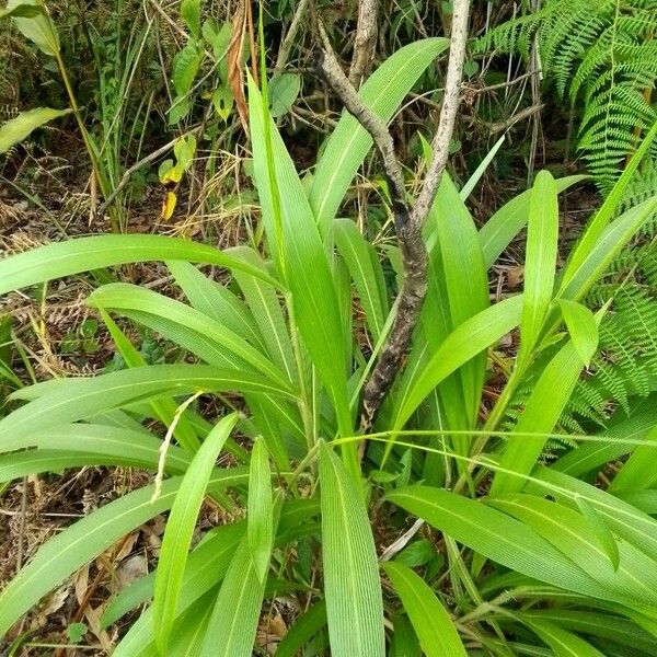 Setaria palmifolia Lehti