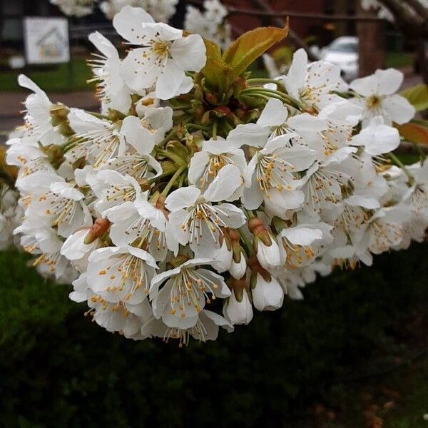 Prunus cerasus Květ