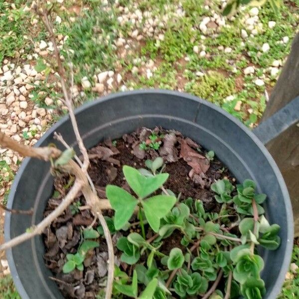 Oxalis triangularis A. St.-Hil. Ліст