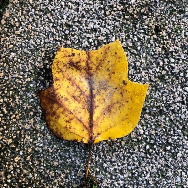 Liriodendron tulipifera Blatt