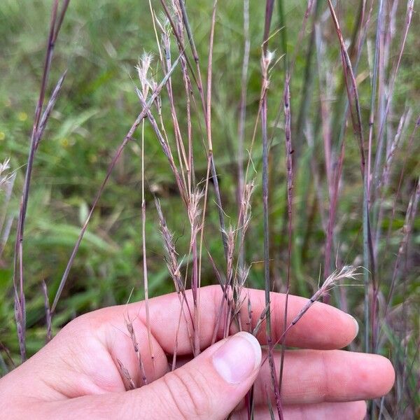 Schizachyrium scoparium Fruit