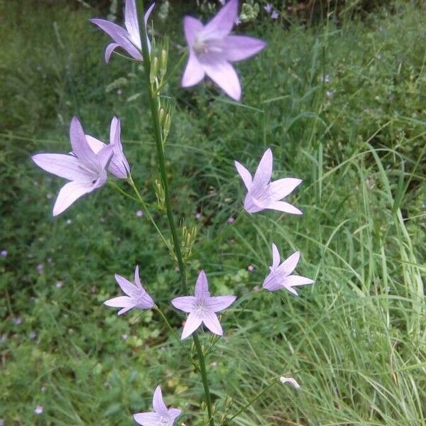 Campanula rapunculus Flower