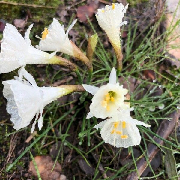 Narcissus tazetta आदत