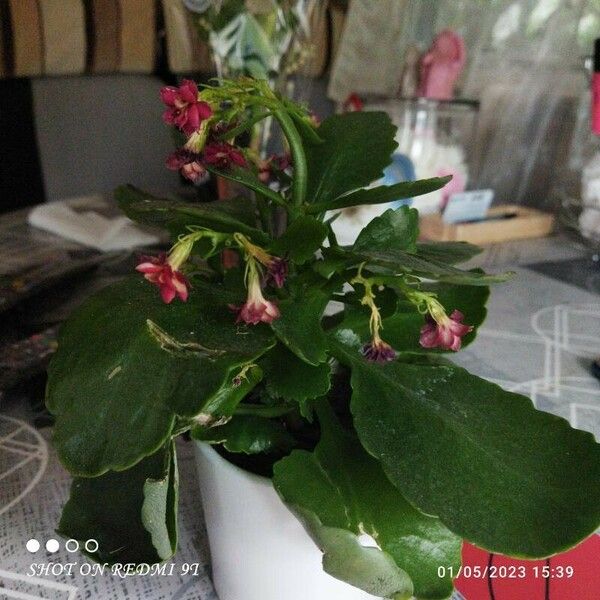 Kalanchoe blossfeldiana Квітка